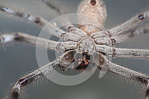 Huntsman Spider