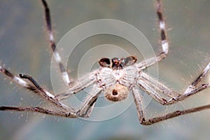 Huntsman Spider