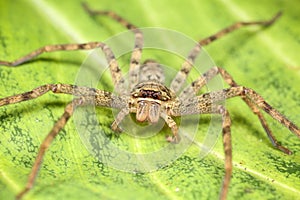 Huntsman spider