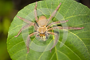 Huntsman spider eating prey