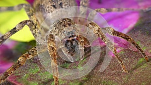 Huntsman spider, giant crab spider or cane spider, Heteropoda venatoria Sparassidae on a flower