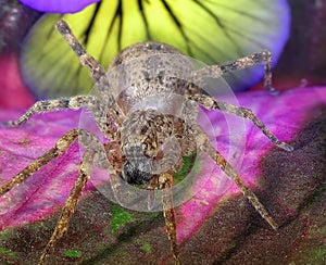 Huntsman spider, giant crab spider or cane spider, Heteropoda venatoria Sparassidae on a flower