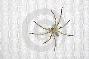 Huntsman spider in home