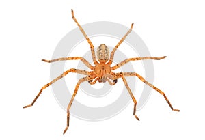 Huntsman spider isolated on white background, Olios argelasius