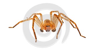 Huntsman spider isolated on white background, Olios argelasius