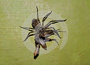 Huntsman spider with kill, Heterodox maxims, Nagarhole National Park, Karnataka, India