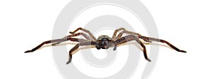 Huntsman Spider - Low Profile