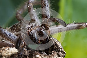 Huntsman spider macro photo