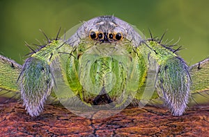 Huntsman Spider photo