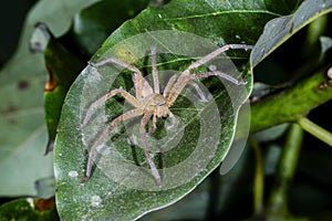 Huntsman spider, ranomafana, madagascar photo