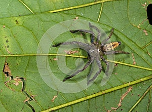 Huntsman Spider seen at Garo hills,Meghalaya,India
