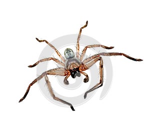 Huntsman spider Sparassidae