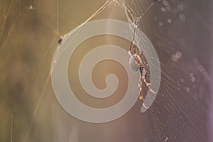 Huntsman spider on spider web
