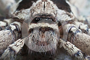 Huntsman spider. photo