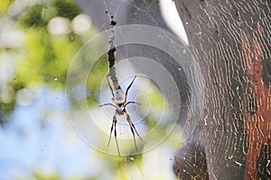 Huntsman Spider With Trail