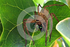 Huntsman spider use venom to immobilise beetle prey photo