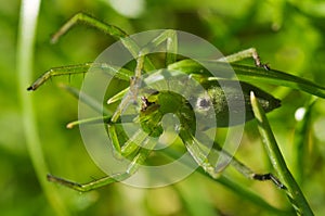 Huntsman spider, ventral view - Micrommata ligurina photo