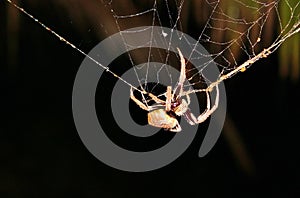 Huntsman spider on web