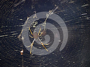 Huntsman spider and web photo