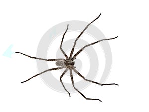 Huntsman spider on a white background