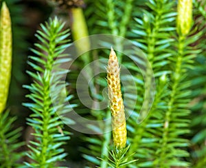   abeto mecánico planta en Bosque 