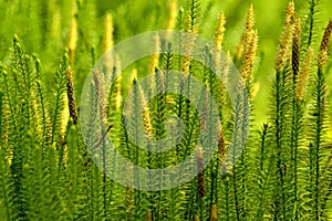 Huperzia, fir moss, medicinal plant in a forest,remedy against Alzheimer`s disease