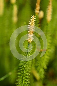 Huperzia, fir moss, medicinal plant in a forest,remedy against Alzheimer`s disease