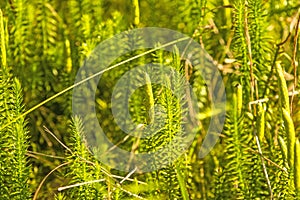   abeto mecánico planta en Alemán Bosque 