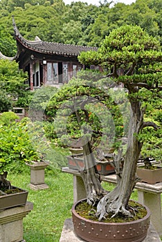 Huqiu Mountain bonsai garden, Shuzhou, China