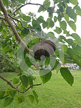 Hura crepitans fruit of the sandbox tree.