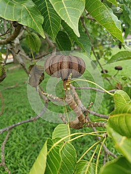 Hura crepitans fruit of the sandbox tree.