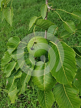 Hura crepitans fruit of the sandbox tree.