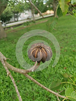 Hura crepitans fruit of the sandbox tree.