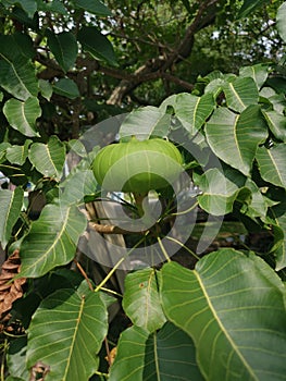 Hura crepitans fruit of the sandbox tree.