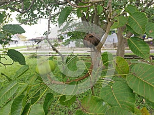 Hura crepitans fruit of the sandbox tree.