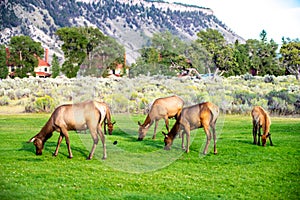 Hurd of wild elk in Mammoth, Wyoming