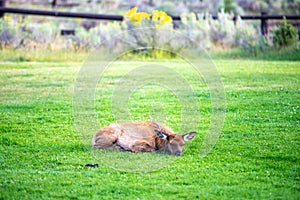 Hurd of wild elk in Mammoth, Wyoming