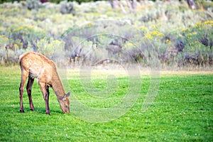 Hurd of wild elk in Mammoth, Wyoming