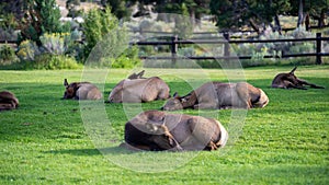 Hurd of wild elk in Mammoth, Wyoming