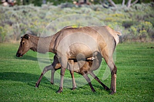 Hurd of wild elk in Mammoth, Wyoming