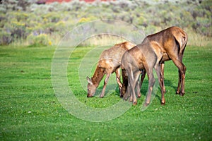 Hurd of wild elk in Mammoth, Wyoming photo