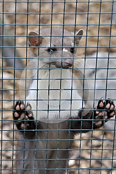 Huron brown and white