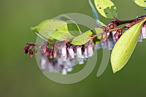 Hurrah Bush shrub with pink bell shaped flowers, Okefenokee Swamp Georgia