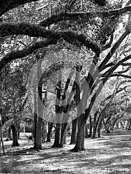 Hurricane Bent Oak Trees photo