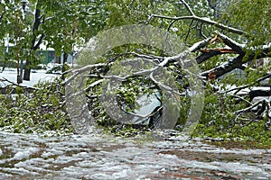 Hurricane-damaged car