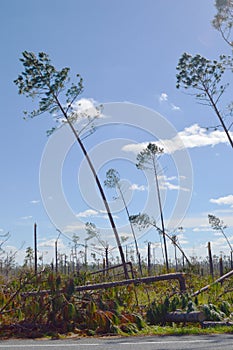 Hurricane Damaged Trees