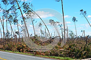 Uragano danneggiato alberi 