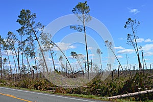 Uragano danneggiato alberi 