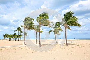 Hurricane force winds blows sand and palm trees