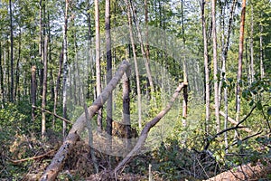 A hurricane in the forest knocked down trees and they fell